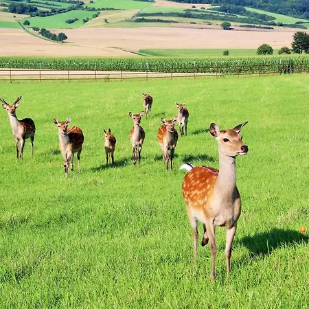 Muellers Hof Ferienwohnung/pension Appartement *