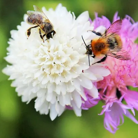 Muellers Hof Ferienwohnung/pension Appartement Emmerthal