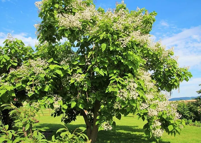 Muellers Hof Ferienwohnung/pension Apartament