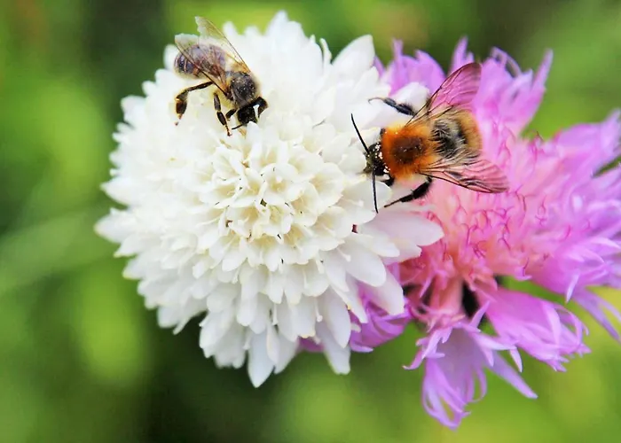 Muellers Hof Ferienwohnung/pension Apartament Emmerthal