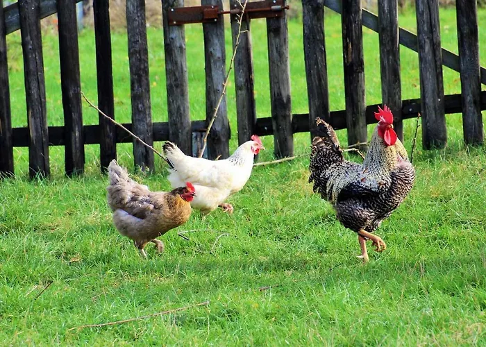 Muellers Hof Ferienwohnung/pension Apartament *